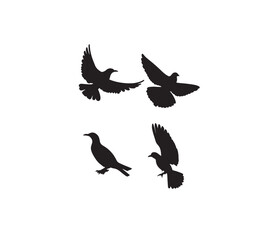 Obraz na płótnie Canvas pigeon silhouette vector