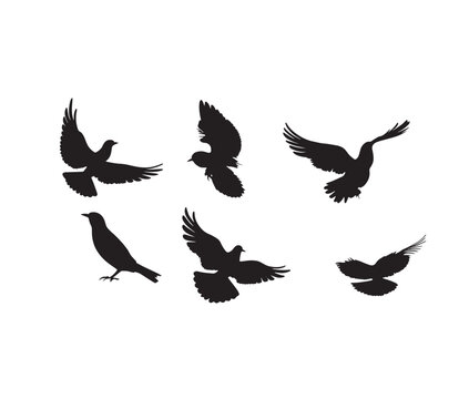 silhouette of pigeons