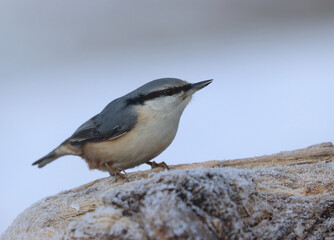 nuthatch