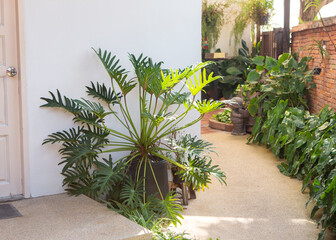 a pot of philodendron xanadu by the door © kochabamba