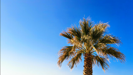 Palm tree on blue sky background