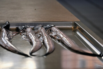 Saberfish (espada) for sale