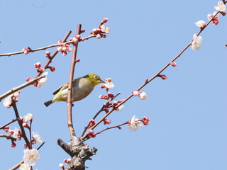 梅の枝に止まるメジロ
