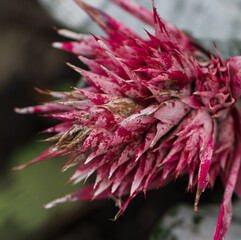 exotic flower with sharp petals as background