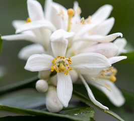 Fototapeta na wymiar white citrus flowers as background