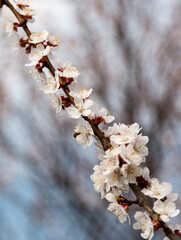 apricot flowers on a branch