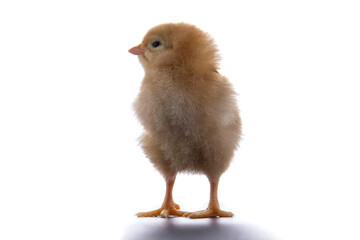 A newly born chick on a white background