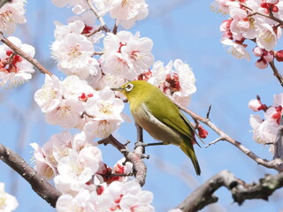 梅の枝に止まるメジロ