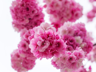 close up of pink hydrangea