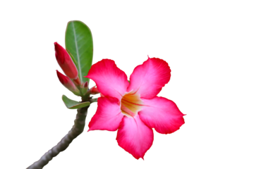 Close-up of Tropical flower pink adenium. Desert rose on isolated on transparent background png file.