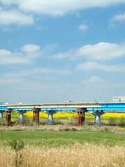 枯れた荻原と菜の花咲く江戸川に架かる流山橋風景