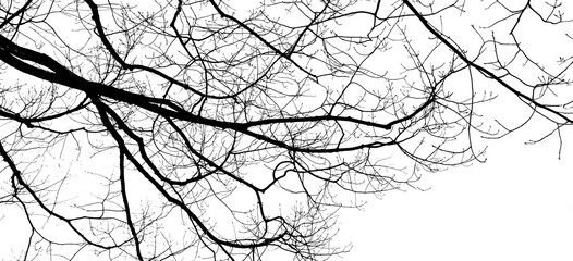 Baum mit Ästen, Silhuette in Schwarz vor weißen Hintergrund, Baum im Winter	
