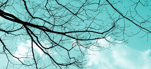 Baum mit Ästen, Silhuette in Schwarz vor blauen und türkisen Hintergrund, Baum im Winter	