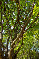 Spreading crown of an old branched oak vertically