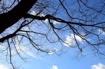 Baum mit Ästen, Silhuette in Schwarz vor blauen Hintergrund, Baum im Winter	