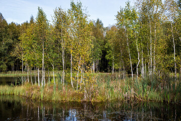 Fototapeta na wymiar Young birches on the shore of a picturesque peat lake