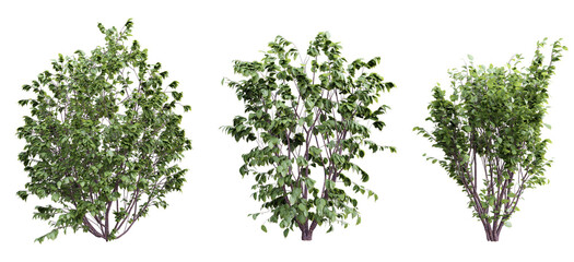 Plant shrub corylus avellana set on transparent background.3d rendering PNG Set