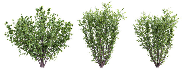 Obraz premium Plant shrub corylus avellana set on transparent background.3d rendering PNG Set