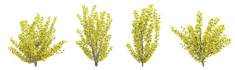 Plant yellow shrub forsythia set on transparent background.3d rendering PNG Set
