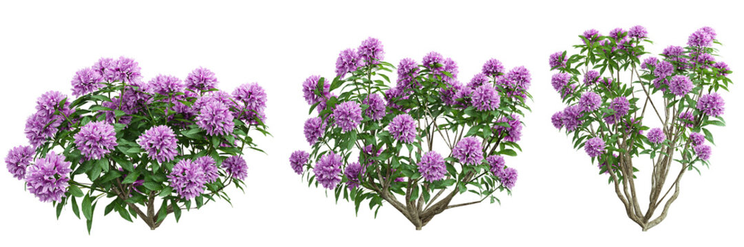 Plant pink shrub rhododendron set on transparent background.3d rendering PNG Set