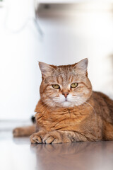 A beautiful cat lies on the table at home and looks at the camera, then away. Cat close-up