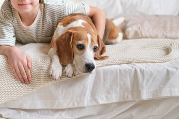 Delighted boy cuddling beagle on cozy bed. design a pet-friendly home with stylish and durable...