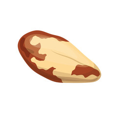 brazil nut healthy food cartoon vector illustration