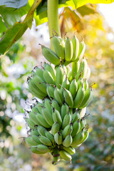 Bunch of Pisang Awak banana in the agriculture plantation, Banana tree Tropical fruits in Thailand