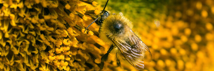a bee collects nectar on a yellow flower