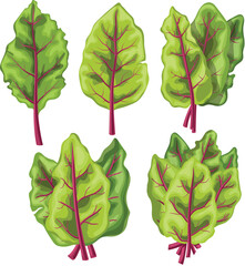 chard food vegetable set cartoon vector illustration