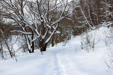 Snow-covered landscape in nature on a winter day