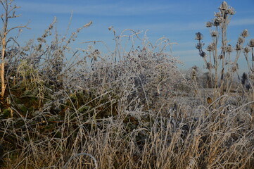 Obraz premium Winter Landscape in the Heath Lueneburger Heide, Walsrode, Lower Saxony