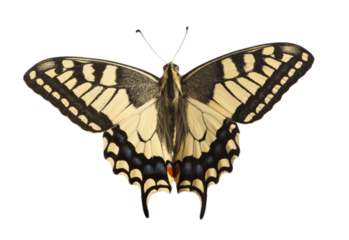 machaon butterfly with open wings in, top view, isolated on transperent background