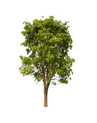isolated tree  is located on a white background. Collection of isolated tree on white background Tropical tree