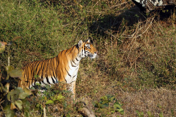 The Bengal tiger (Panthera tigris tigris) in a typical environment of the South Indian jungle. A young tigress in a thick green bush.