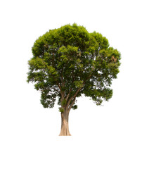 isolated tree  is located on a white background. Collection of isolated tree on white background Tropical tree