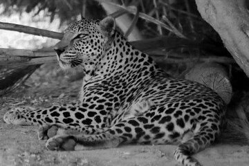 The Arabian leopard (Panthera pardus nimr), an adult male of this small subspecies lying under a bush in the shade.