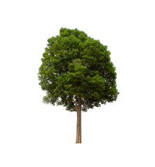 isolated tree  is located on a white background. Collection of isolated tree on white background Tropical tree