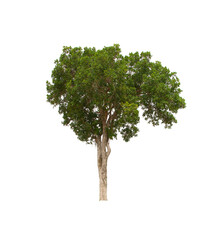 isolated tree  is located on a white background. Collection of isolated tree on white background Tropical tree
