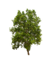 isolated tree  is located on a white background. Collection of isolated tree on white background Tropical tree