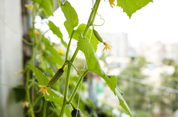 Natural cucumber grows in a greenhouse. Growing fresh vegetables in a greenhouse