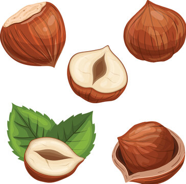 hazelnut food nut set cartoon vector illustration