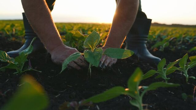 Close-up of person hands in gloves touching young sapling of plant. Growing in field or in garden bed. Farmer agronomist checks condition of green leaves and touches them. Agriculture. Sun rays.