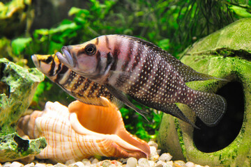 Altolamprologus calvus is a cichlid endemic to the southern shoreline of Lake Tanganyika in eastern Africa.
