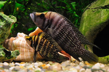 Altolamprologus calvus is a cichlid endemic to the southern shoreline of Lake Tanganyika in eastern Africa.