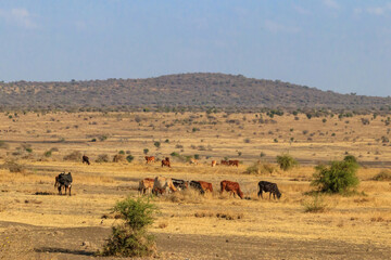 Obraz na płótnie Canvas Herd of zebu cattles on a pasture in Tanzania