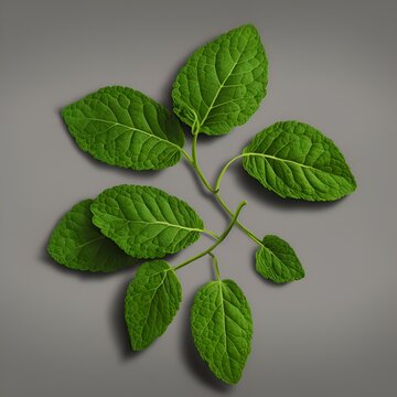 fresh mint leaves with gray tabble