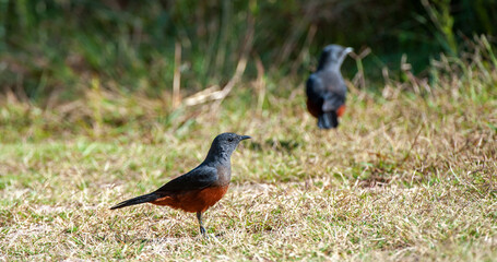 Mocking Cliff-Chat (Thamnolaea cinnamomeiventris) Marakele National Park, South Africa