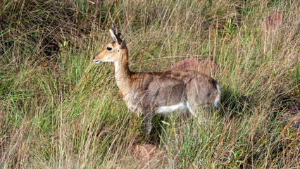 Mountain Reedbuck (Redunca fulvorufula) Marakele National Park, South Africa