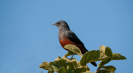 Mocking Cliff-Chat (Thamnolaea cinnamomeiventris) Marakele National Park, South Africa